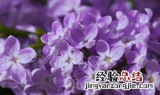 丁香花什么时候开 丁香花的介绍