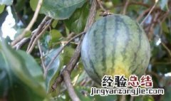 为什么西瓜都不在树上 西瓜都不在树上原因