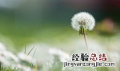 蒲公英的别名两个字 蒲公英的简介