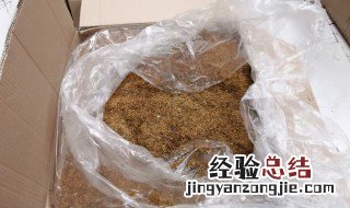 烟丝泡水浇花可杀虫吗 烟丝泡水浇花是否可杀虫