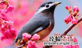 春天有哪些动物 春天的动物有哪些