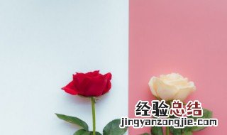 白玫瑰什么意思 白玫瑰的意思