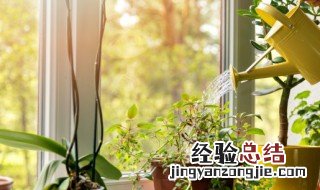 室内驱蚊植物排行榜 有什么室内驱蚊植物