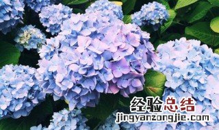 绣球花的花语是什么 请问绣球花的花语是什么呢