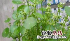 铜钱草开花怎么办 铜钱草开花怎么弄