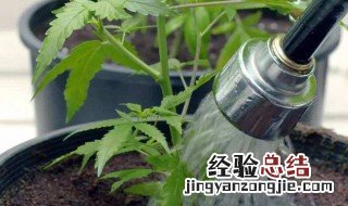 养花每日浇水的方法 超容易的