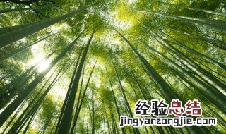 竹子寓意代表什么 竹子的寓意