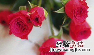 17朵玫瑰代表什么意思 17朵玫瑰代表什么