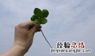 五叶草代表什么意思 五叶草代表的意思