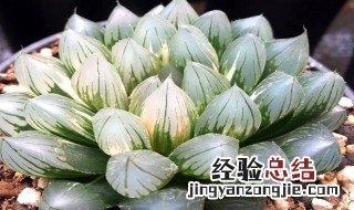 玉露哪种品种最好 培育多肉有讲究