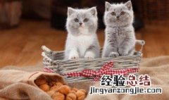 猫主动上门意味着什么 猫主动上门意味着啥