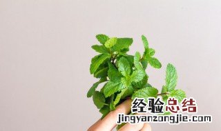 薄荷叶的寓意及象征 薄荷叶有什么寓意及象征