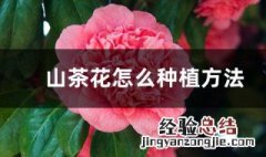 种山茶花的方法 山茶花的种植方法介绍