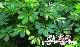 八爪树繁殖方法 繁殖的方法介绍