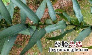 黄精种殖方法 种植的方法介绍