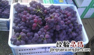 巨峰葡萄种植方法 巨峰葡萄怎么种