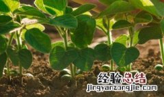 自制花土如何存放 自制花土怎么存放