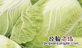 白菜种如何存放 白菜的储存技巧