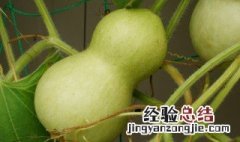 葫芦如何存放才好看 葫芦怎么存放才好看