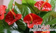 什么花招财聚财 招财的花介绍