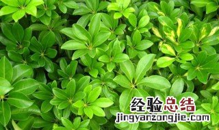 家中养什么植物聚财旺财 家中养什么植物好