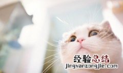 梦到小猫咪是什么意思 梦到小猫咪的意思