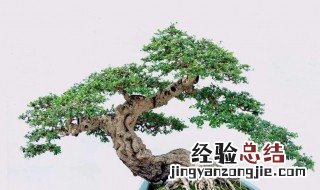 盆栽基本方法 盆栽如何养殖
