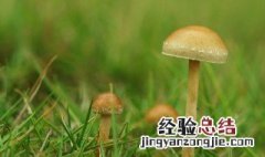 毛草菇生长在什么地方 毛草菇怎么生长