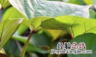 红薯发苗方法 红薯怎么发苗