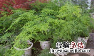 适合领导办公室绿植 这三种植物不能错过