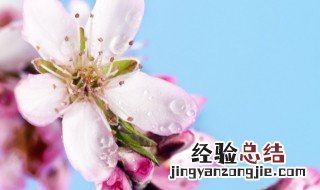 桃花种植方法 桃花怎么种植