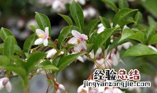 野茉莉播种方法 野茉莉播种技巧