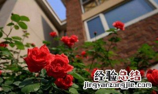 南阳台适合养什么花 南阳台可以养这些花