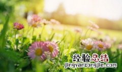 春诗句 春天的诗句介绍
