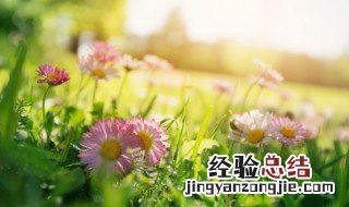 春诗句 春天的诗句介绍