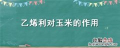 乙烯利对玉米的作用与功效 乙烯利对玉米的作用