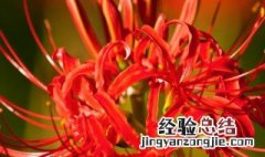 曼珠沙华的真正花语是什么 曼珠华沙的花语是什么