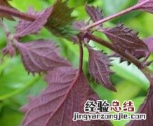 紫苏叶的功效与作用及禁忌症 紫苏叶的功效与作用及禁忌