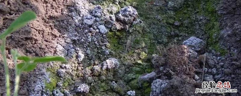 土壤盐渍化产生的危害，土壤改良的方法有哪些