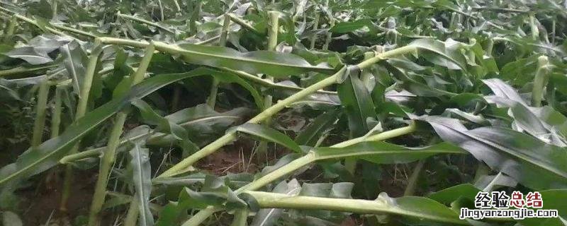 抗病虫害抗倒伏用什么肥，玉米倒伏的补救措施