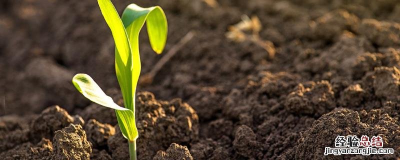 土壤种什么都死是怎么回事，如何有效改良土壤