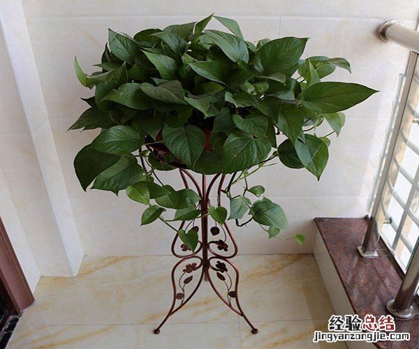 新家装修除甲醛养什么绿植好 新家装修除甲醛养什么绿植