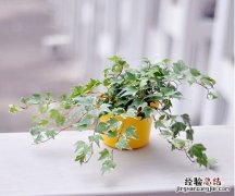 新家装修除甲醛养什么绿植好 新家装修除甲醛养什么绿植