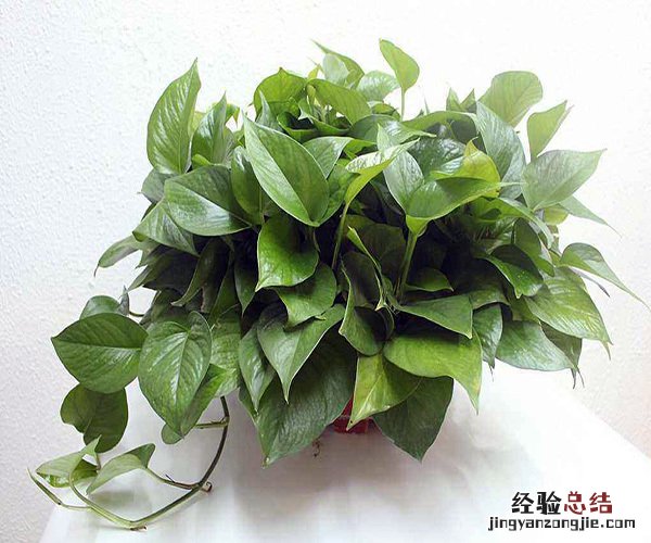 新家装修除甲醛养什么绿植好 新家装修除甲醛养什么绿植
