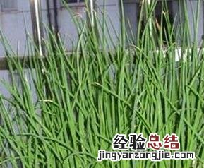 我栽的葱为啥越来越细 自己种的葱为什么越来越细