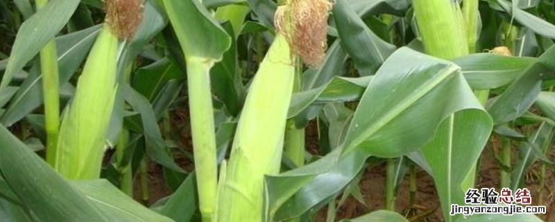 玉米顶腐病是什么原因造成的，附症状及防治方法