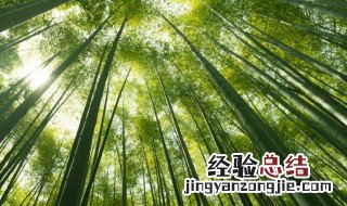 形容竹子的诗句 描写竹子的诗句