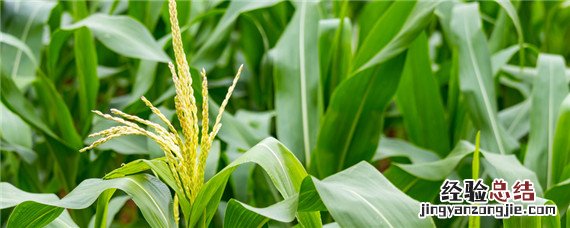 玉米打虫药什么时候打合适 给玉米打虫子药啥时间打好
