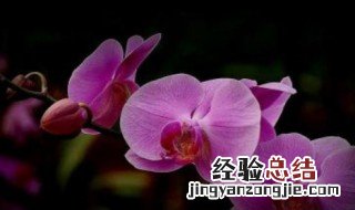蝴蝶兰能活多久的寿命 蝴蝶兰能活多久