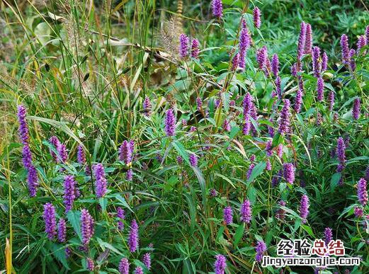 大食谱之花样食用荆芥 荆芥相克的食物有哪些